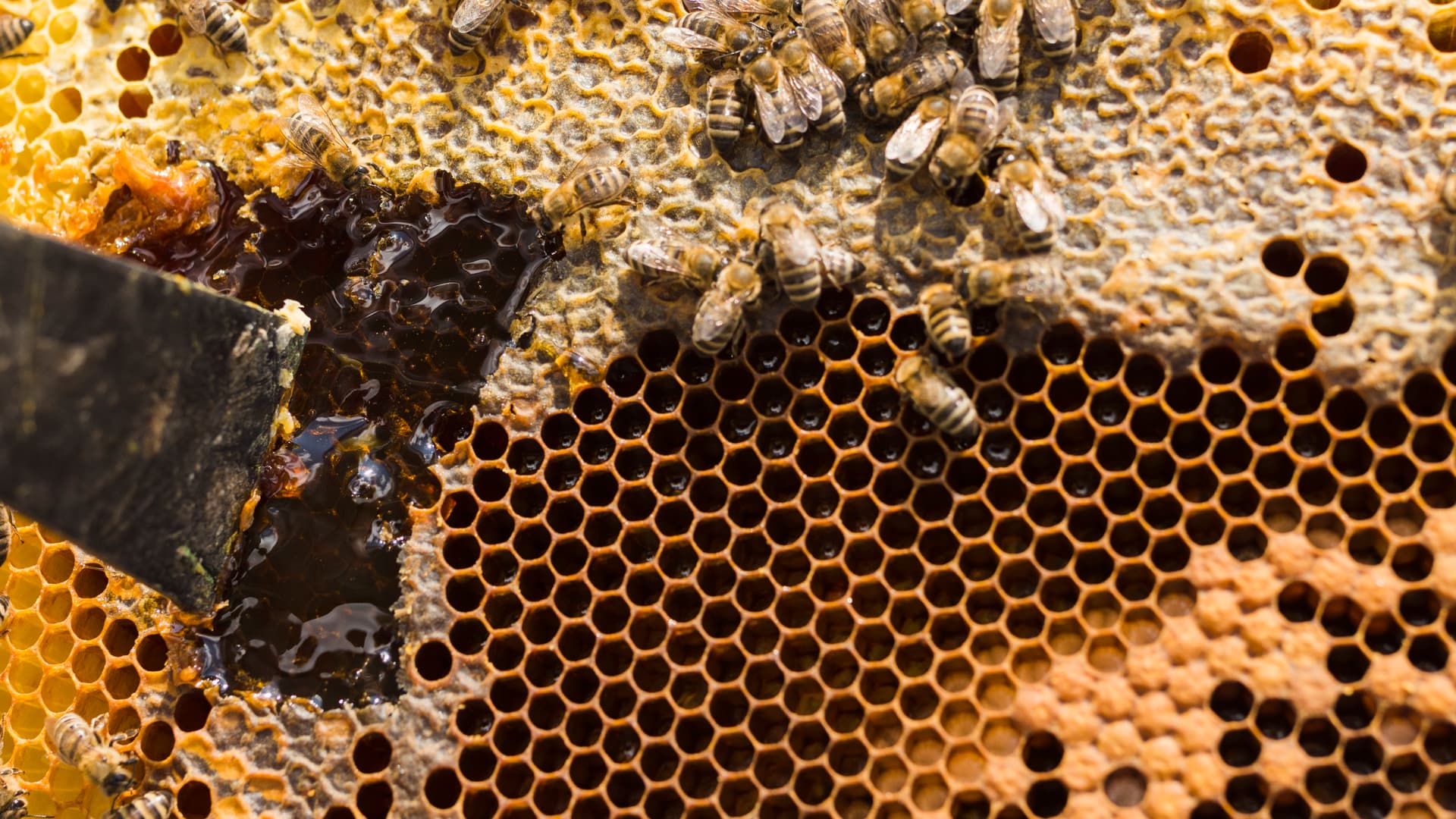Organic Beekeeping Environment in Tanzania